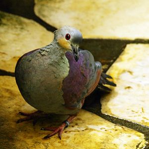 Crested quail dove