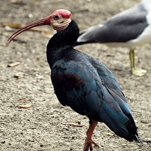 Southern bald ibis