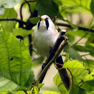 Bearded tit