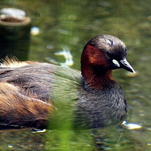 Little grebe