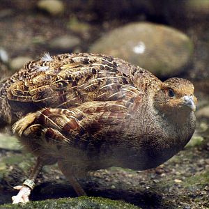 Grey partridge