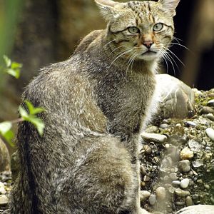 European wildcat