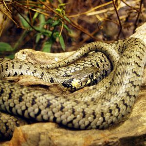 Grass snake