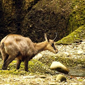 Chamois
