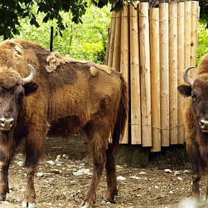 European bison