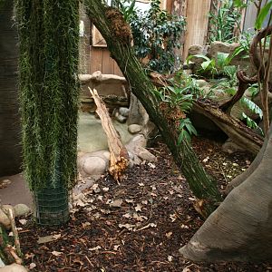 Yellow-footed tortoise enclosure