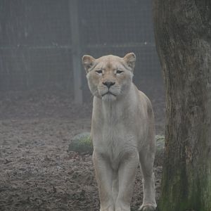 White lioness