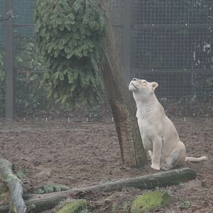 Lion enrichment