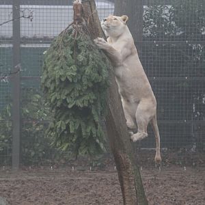 Lion enrichment
