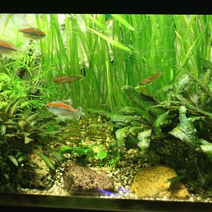 Congo tetra aquarium