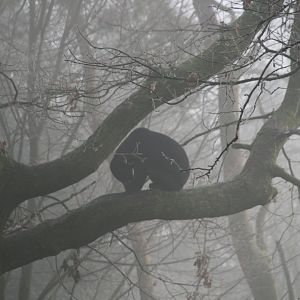 Sun bear in an Oak tree