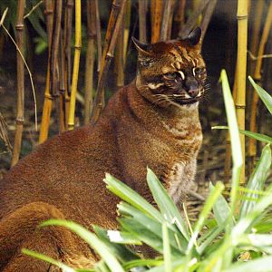 Asian golden cat