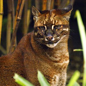 Asian golden cat