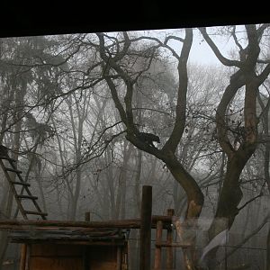 Sun bear in an Oak tree