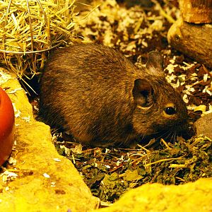 Degu
