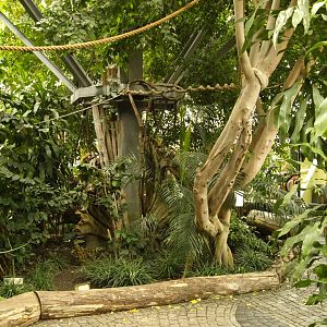 Interior of great ape complex