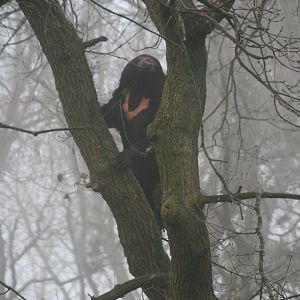 Sun bear in an Oak tree