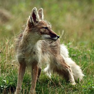 Corsac fox