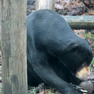 Sun bear
