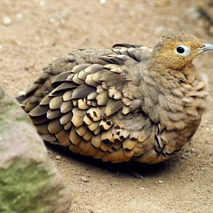 Chestnut-bellied sandgrouse