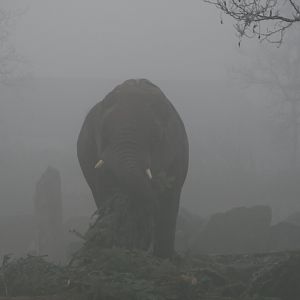 elephant in the mist