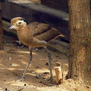 Peruvian thick-knee