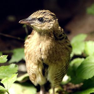 Juvenile corncrake