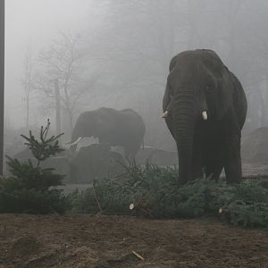 Red river hog, Duna on the right side and Aja standing in the background