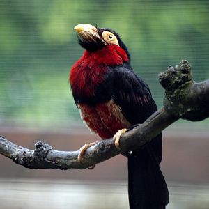 Bearded barbet