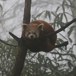Red panda