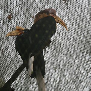 Knobbed Hornbill pair