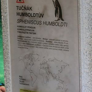 Sign Humboldt penguin