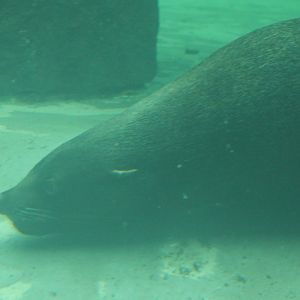 South African fur seal