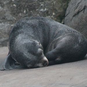 South African fur seal pup