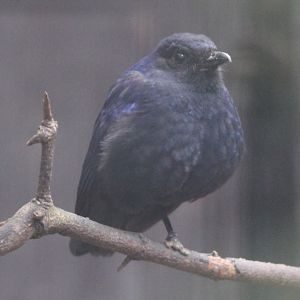 Blue whistling thrush
