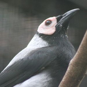 Coleto - Bald starling