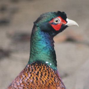 Turkmesian pheasant