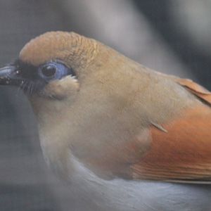 Chestnut-winged laughing thrush