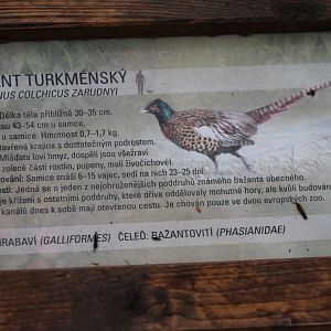 Sign Turkmesian pheasant