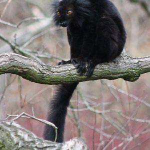Black lemur