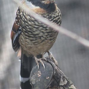 Spotted laughing thrush - Garrulax berthemyi