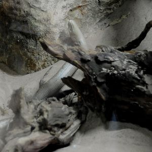 008 - WEST MIDLAND SAFARI PARK 14 04 2017   (1258A)