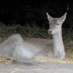 015 - WEST MIDLAND SAFARI PARK 14 04 2017   (2338A)