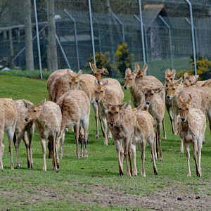017 - WEST MIDLAND SAFARI PARK 14 04 2017   (2547A)