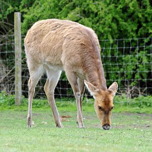 018 - WEST MIDLAND SAFARI PARK 14 04 2017   (2574A)