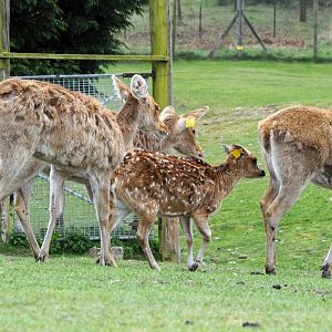 019 - WEST MIDLAND SAFARI PARK 14 04 2017   (2583A)