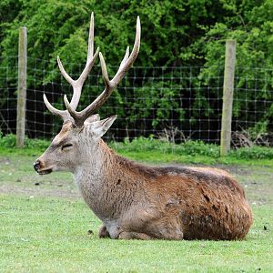 020 - WEST MIDLAND SAFARI PARK 14 04 2017   (2593A)