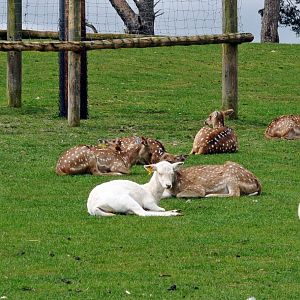 FALLOW DEER - WEST MIDLAND SAFARI PARK 14 04 2017   (524A)