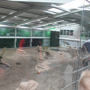 Indoor Big Cat Arena