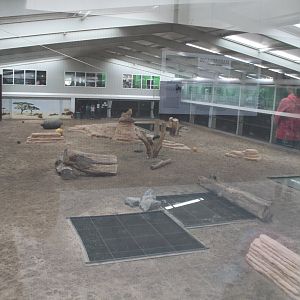 Indoor Big Cat Arena